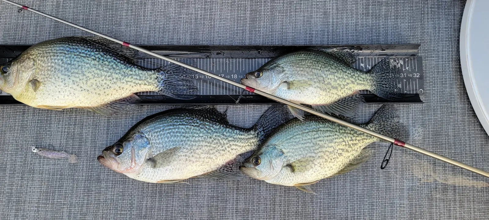 Angler holding a striped bass caught on Lake Allatoona