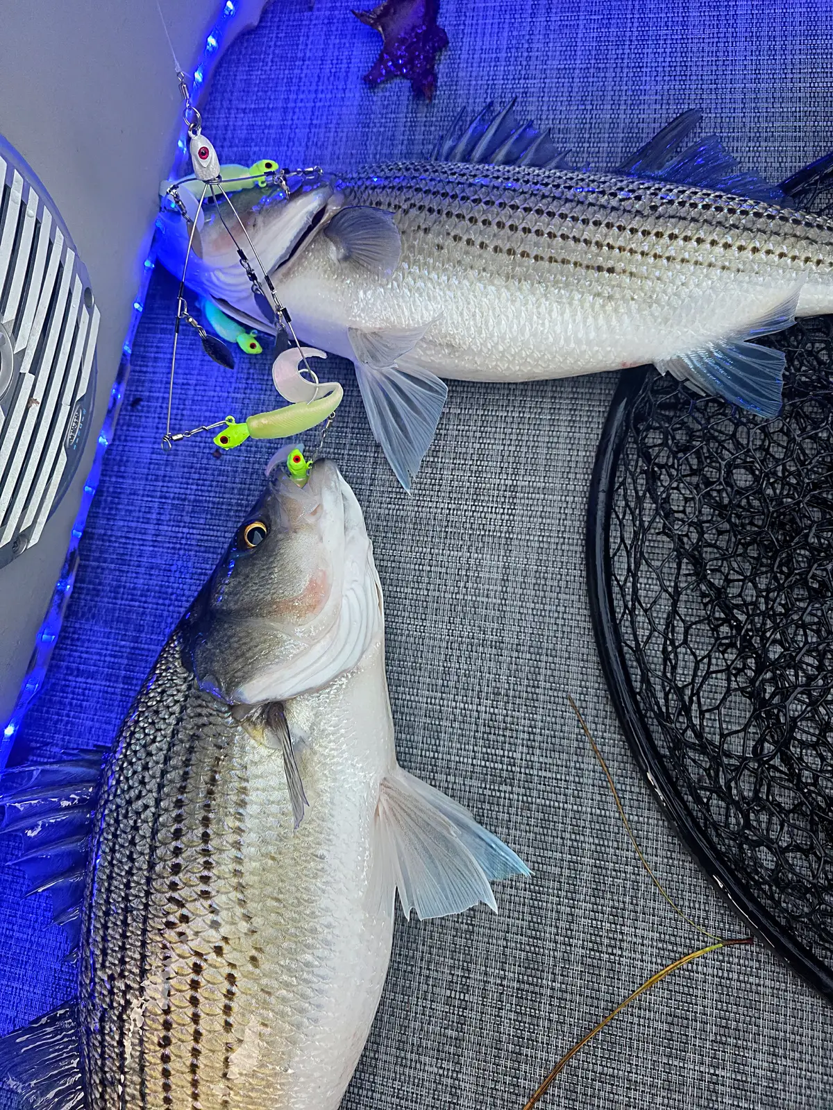 Anglers on a boat with a striped bass catch on Lake Allatoona