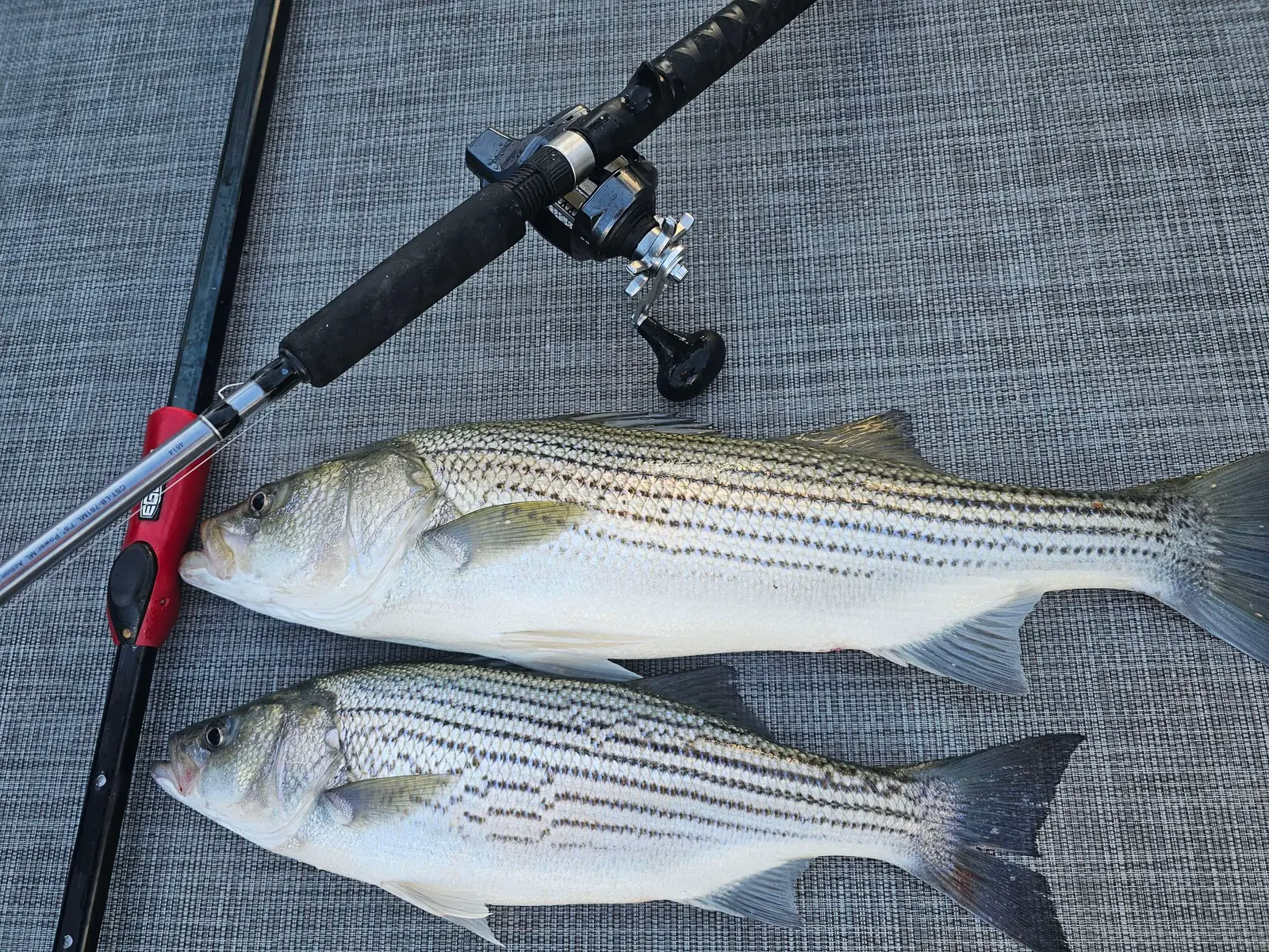 The Bite - Lake Allatoona